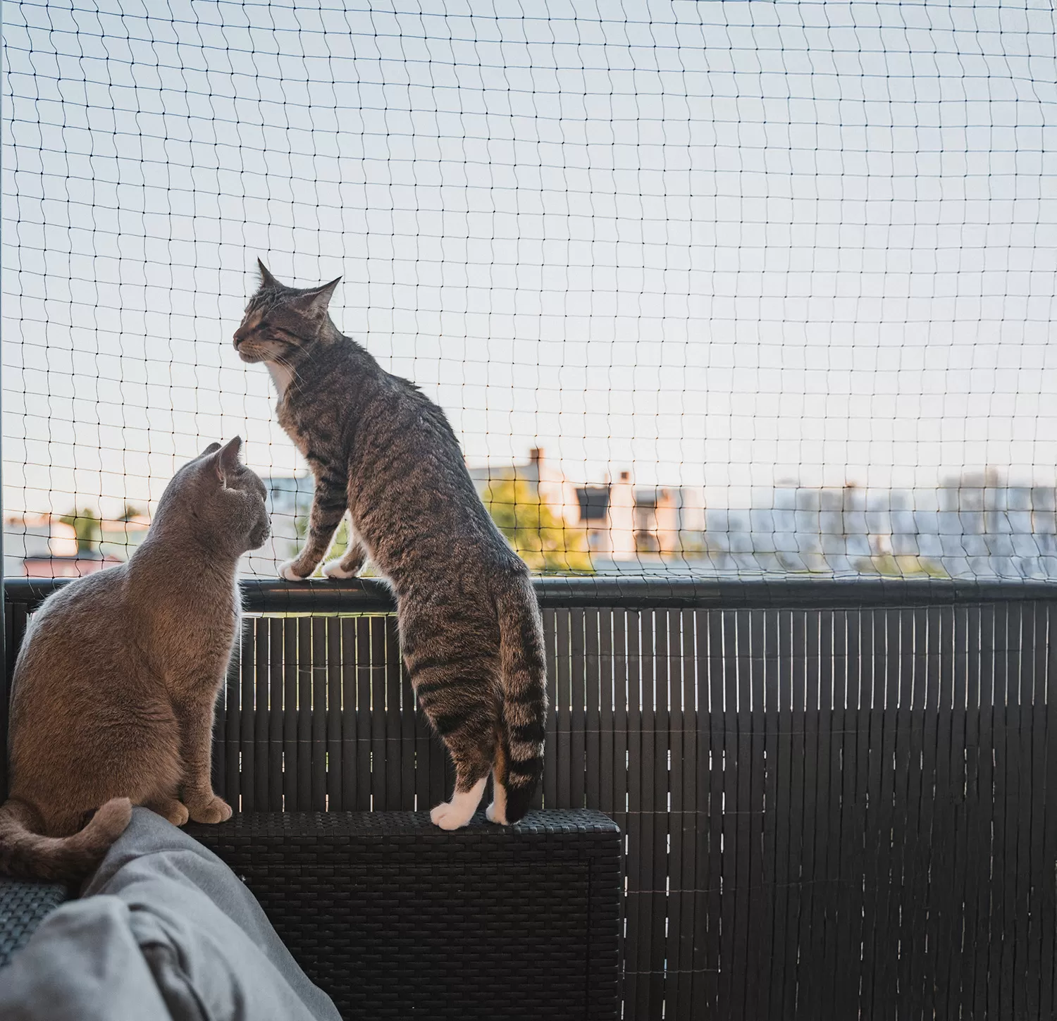 diyarbakır Balkon Kedi Filesi, Evcil Hayvan Filesi
